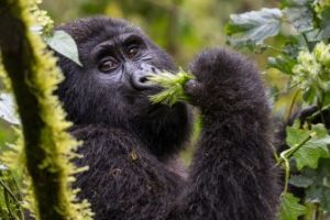 ZAMBIA