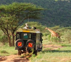 safari